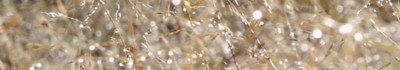 Grass